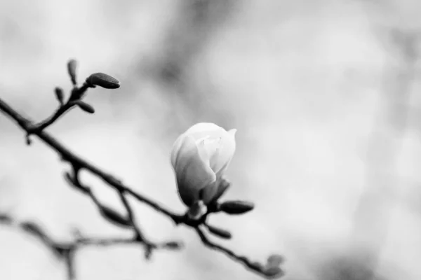 Dissolvendo Flores Magnólia Nas Árvores Jardim — Fotografia de Stock