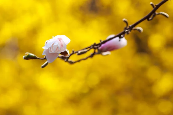 Magnolienblüten Den Bäumen Garten Auflösen — Stockfoto