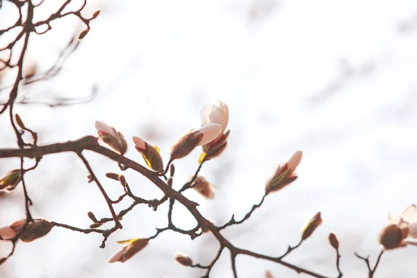 Magnolienblüten Den Bäumen Garten Auflösen — Stockfoto