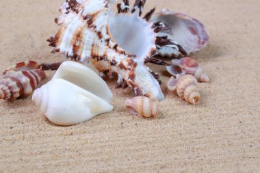 kum üzerinde güzel deniz kabukları ve çakıl taşları