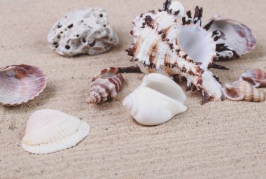 kum üzerinde güzel deniz kabukları ve çakıl taşları