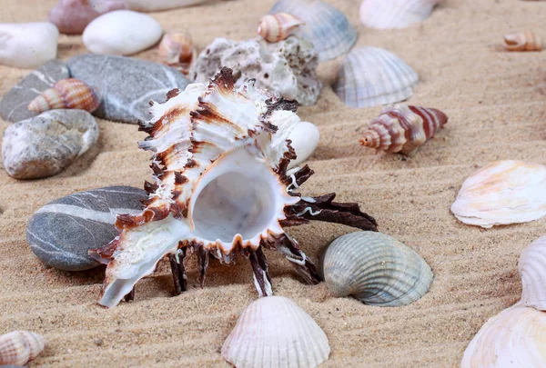 Mooie Schelpen Kiezels Het Zand — Stockfoto