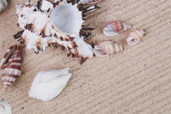 Kum Üzerinde Güzel Deniz Kabukları Çakıl Taşları — Stok fotoğraf