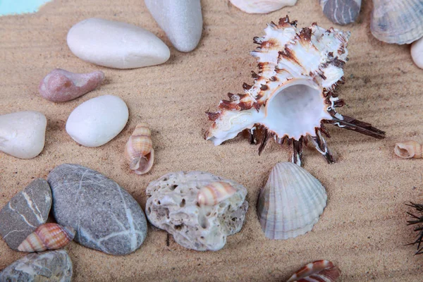 Kum Üzerinde Güzel Deniz Kabukları Çakıl Taşları — Stok fotoğraf