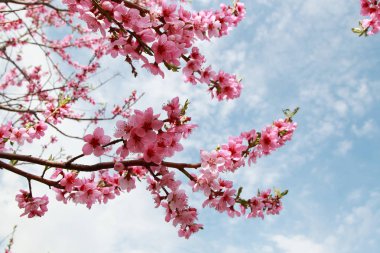 ilkbaharda lüks şeftali çiçekleri