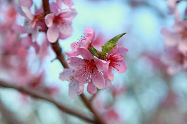 Pfirsichblüten Frühling — Stockfoto