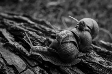 üç büyük salyangoz ormanda bire bir sürünüyor