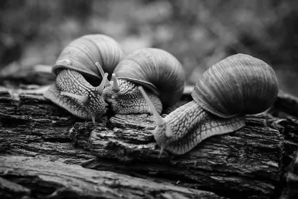 Tres Caracoles Grandes Arrastran Uno Uno Bosque —  Fotos de Stock