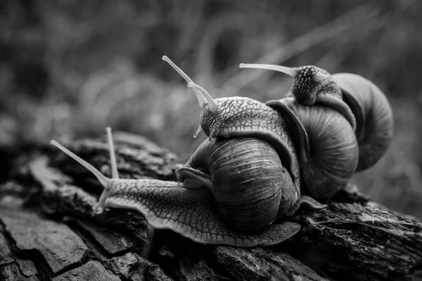 三只大蜗牛在森林里一对一地爬行 — 图库照片