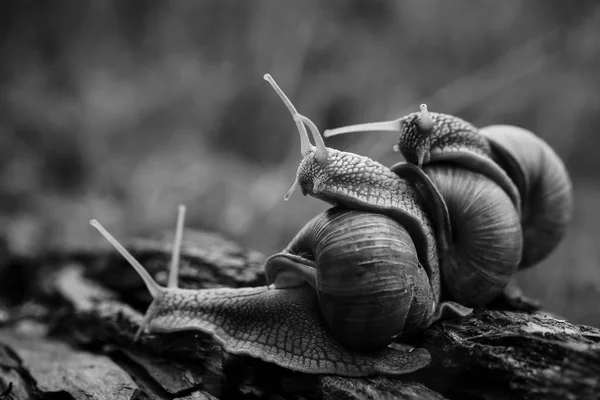 Tres Caracoles Grandes Arrastran Uno Uno Bosque —  Fotos de Stock