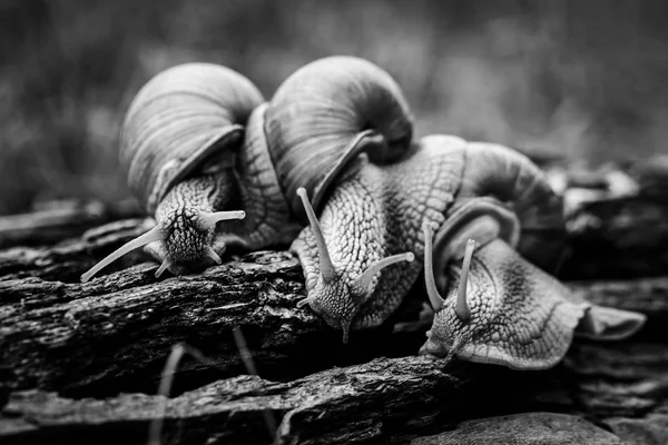 three big snails crawl one on one in the forest