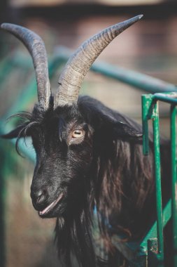 bir çiftlikte güzel genç keçi