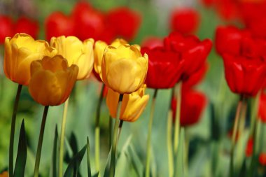 Baharda bahçede açan laleler