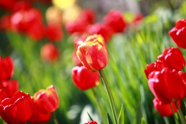 Baharda bahçede açan laleler