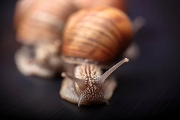 Varios Caracoles Grandes Arrastrándose Uno Uno Estudio —  Fotos de Stock