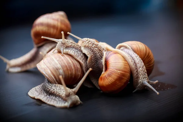 Plusieurs Gros Escargots Rampant Sur Dans Studio — Photo