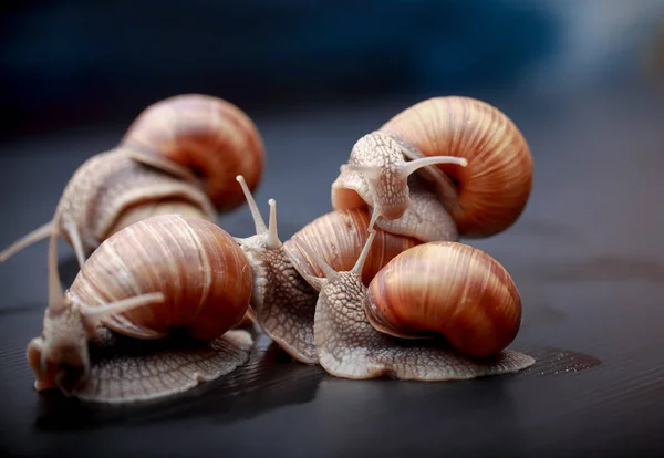 Vários Grandes Caracóis Rastejando Estúdio — Fotografia de Stock