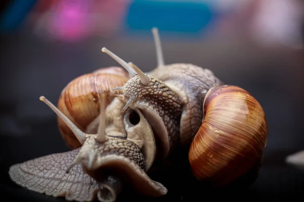 Plusieurs Gros Escargots Rampant Sur Dans Studio — Photo