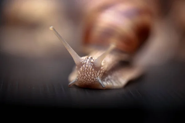 Vários Grandes Caracóis Rastejando Estúdio — Fotografia de Stock