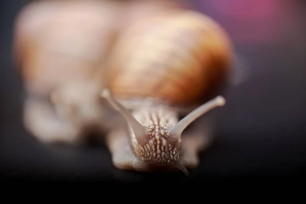 several big snails crawling one on one in the studio