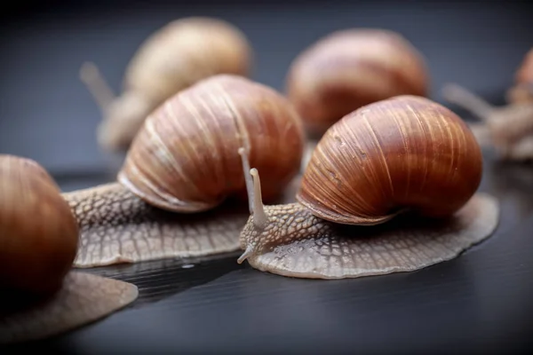 Plusieurs Gros Escargots Rampant Sur Dans Studio — Photo