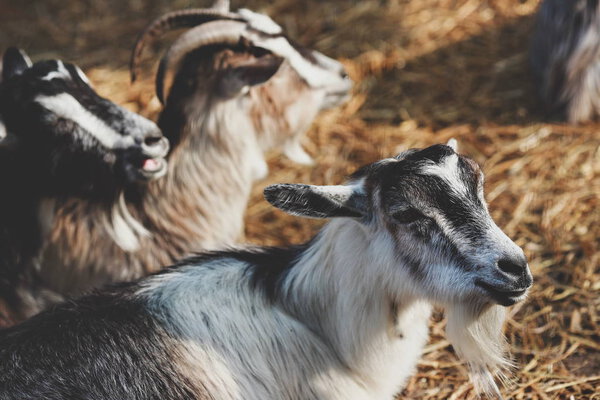 beautiful young goats on a farm