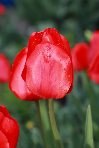 Blooming Tulips Garden Spring — Stock Photo, Image