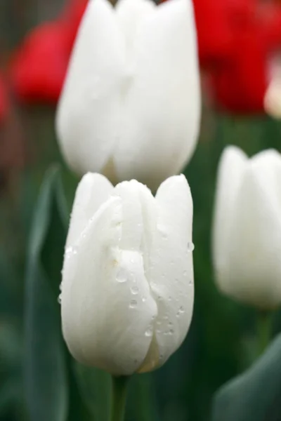 Blooming Tulips Garden Spring — Stock Photo, Image