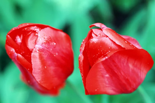 Blooming Tulips Garden Spring — Stock Photo, Image