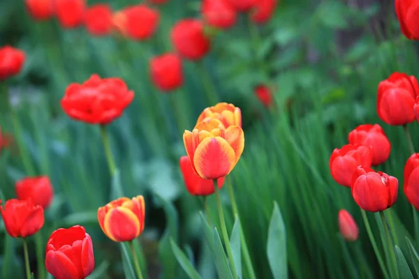 Blooming Tulips Garden Spring — Stock Photo, Image