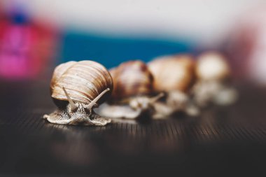 stüdyoda bire bir sürünen birkaç büyük salyangoz