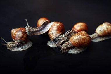 stüdyoda bire bir sürünen birkaç büyük salyangoz