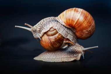 stüdyoda bire bir sürünen birkaç büyük salyangoz