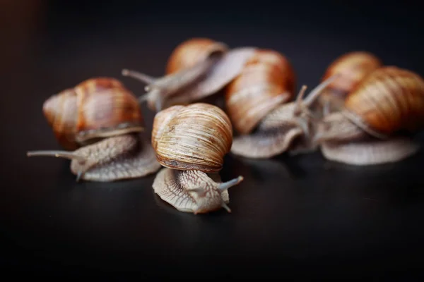 Varios Caracoles Grandes Arrastrándose Uno Uno Estudio —  Fotos de Stock