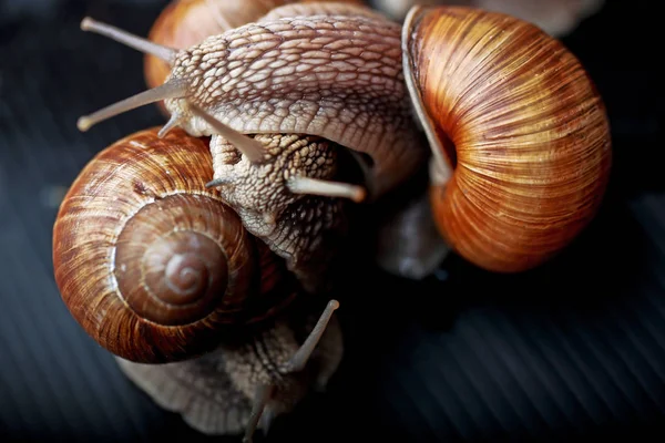 Vários Grandes Caracóis Rastejando Estúdio — Fotografia de Stock