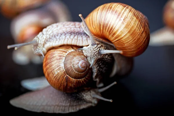 Diverse Grandi Lumache Strisciando Uno Uno Studio — Foto Stock