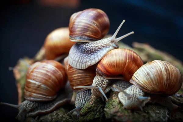 Varios Caracoles Grandes Arrastrándose Uno Uno Estudio —  Fotos de Stock