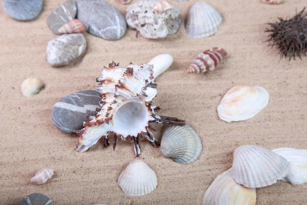 Verschillende Schelpen Het Zand Studio — Stockfoto