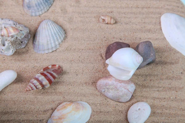 Verschillende Schelpen Het Zand Studio — Stockfoto