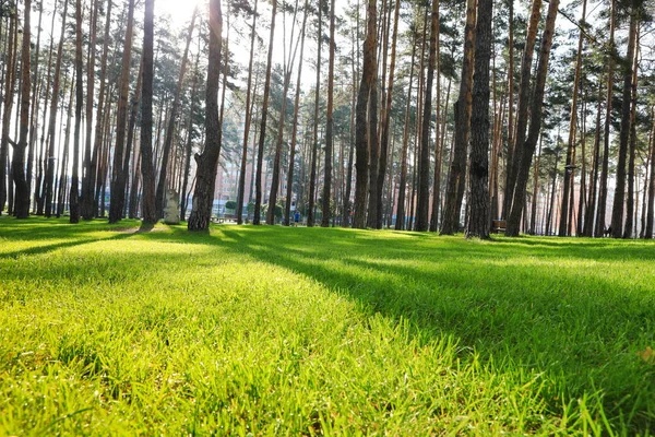 手入れの行き届いた草を持つ美しい松林 — ストック写真