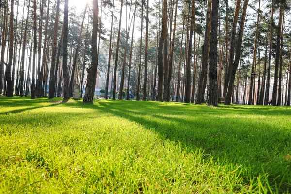 Bela Floresta Pinheiros Com Grama Bem Tratada — Fotografia de Stock