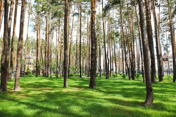 Schöner Kiefernwald Mit Gepflegtem Gras — Stockfoto