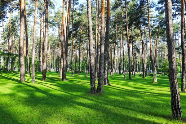 Piękny Las Sosnowy Zadbane Trawy — Zdjęcie stockowe