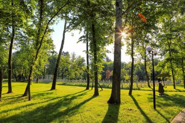 güzel gündüz orman manzara yaz