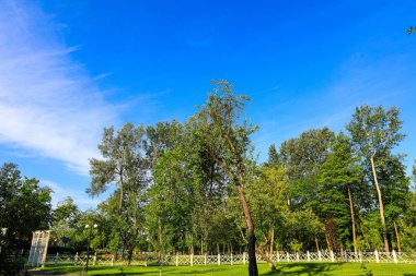 güzel gündüz orman manzara yaz