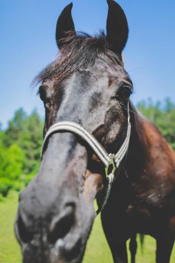 Ormanda güzel bakımlı atlar