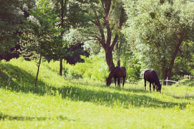 Ormanda güzel bakımlı atlar