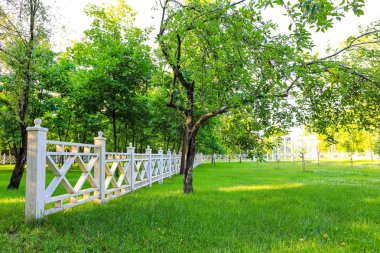 güzel gündüz orman manzara yaz