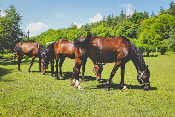 Beautiful Groomed Horses Forest — Stock Photo, Image