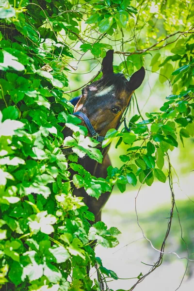 Beautiful Groomed Horses Forest — Stock Photo, Image